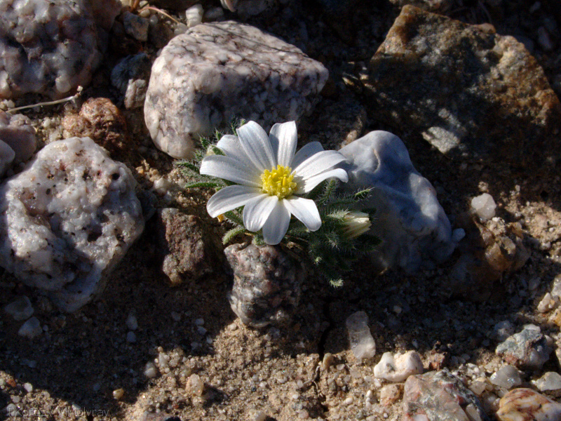 Monoptilon-bellioides-desert-star-Slot-Canyon-area-2009-03-07-IMG 2248