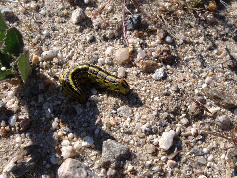 sphingid-caterpillar-Slot-Canyon-area-2009-03-07-IMG 2221