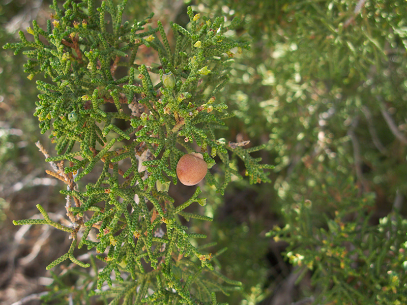 Juniperus-californica-Morteros-Anza-Borrego-2010-03-29-IMG 4111