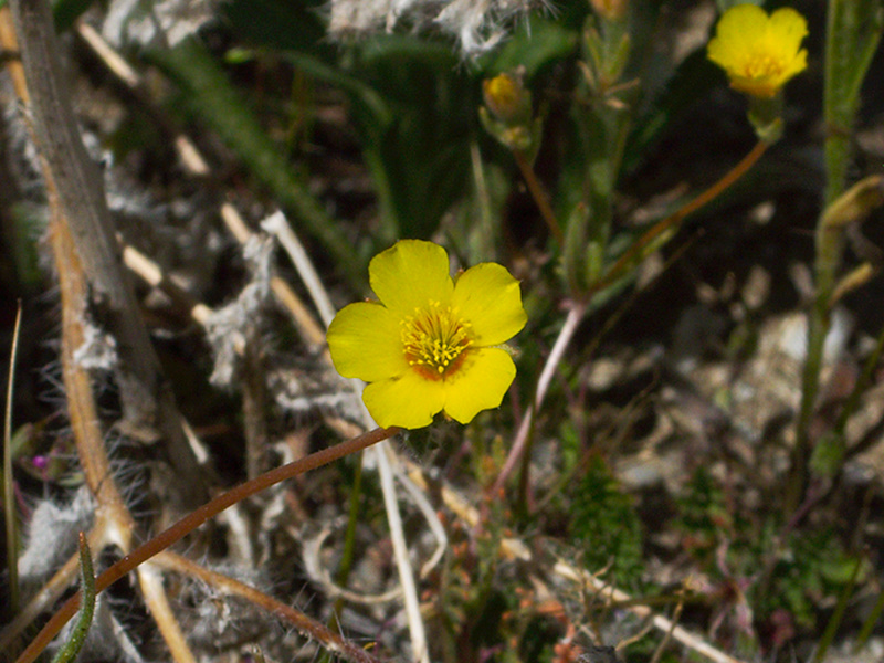 Mentzelia-albicaulis-small-flowered-blazing-star-Morteros-Anza-Borrego-2010-03-29-IMG 4105