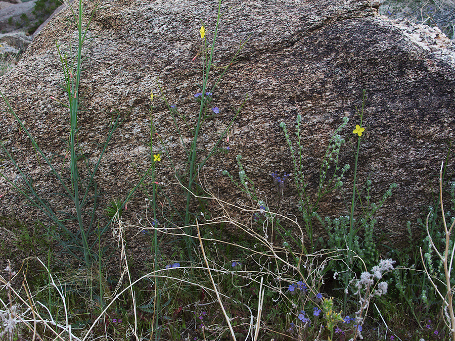 Camissonia-californica-suncup-Blair-Valley-2011-03-17-IMG 7311