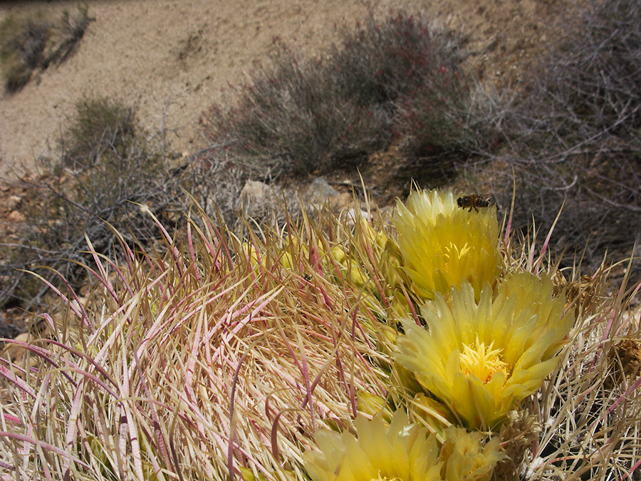 Ferocactus-cylindraceus-barrel-cactus-flowering-Rainbow-Canyon-2012-02-18-IMG 0535