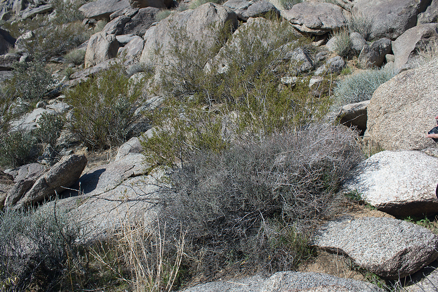 Krameria-erecta-littleleaf-ratany-vegetative-Blair-Valley-campsite-2012-02-19-IMG 4035