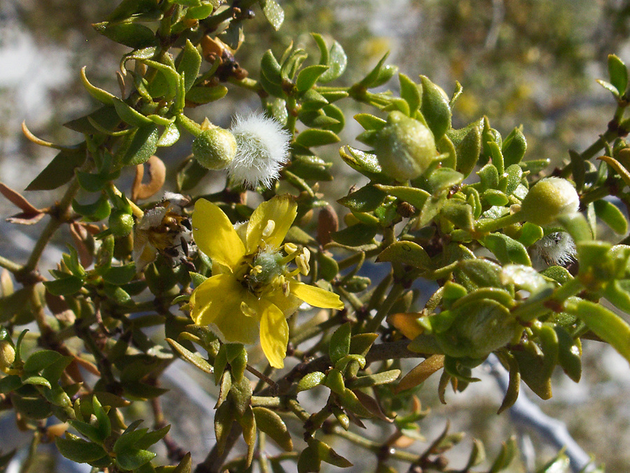 Larrea-tridentata-creosote-bush-June-Wash-Anza-Borrego-2012-03-12-IMG 0986