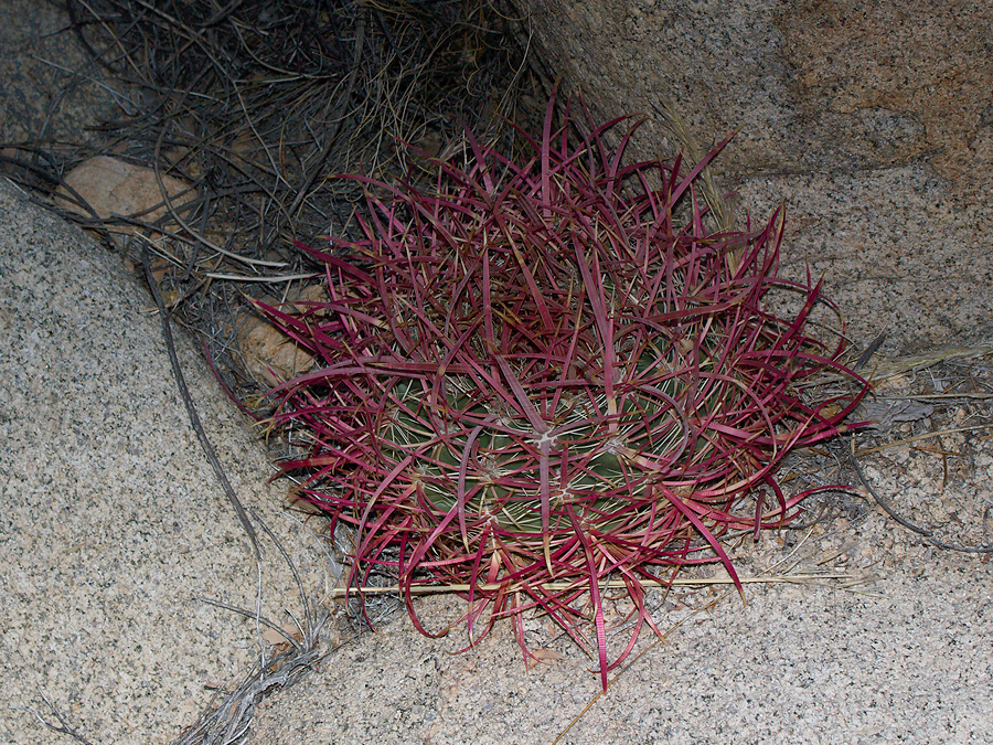 Ferocactus-cylindraceus-barrel-cactus-buttons-Hidden-Valley-Joshua-Tree-2012-06-30-IMG 5504