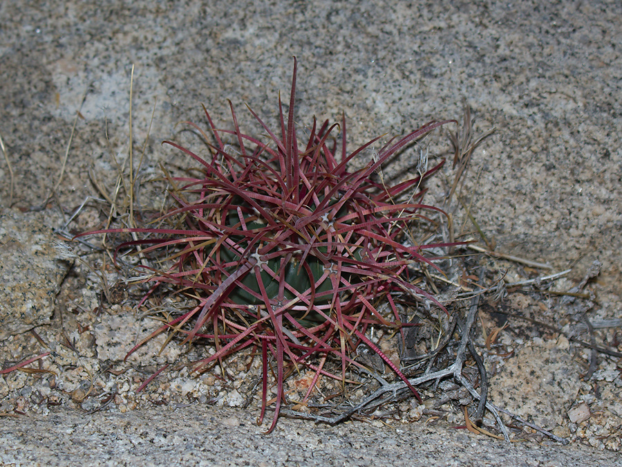 Ferocactus-cylindraceus-barrel-cactus-buttons-Hidden-Valley-Joshua-Tree-2012-06-30-IMG 5507