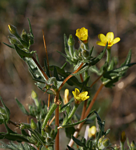 Mentzelia-albicaulis-small-flowered-blazing-star-nr-west-entrance-2008-03-29-img_6716.jpg