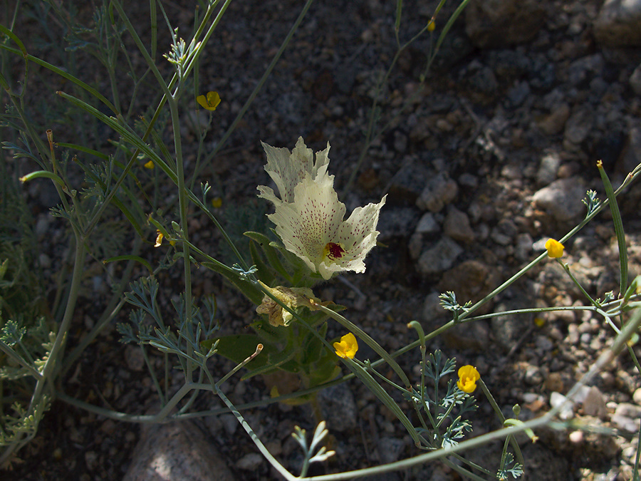 Mohavea-confertiflora-ghost-flower-Box-Canyon-Joshua-Tree-2010-04-24-IMG 4631