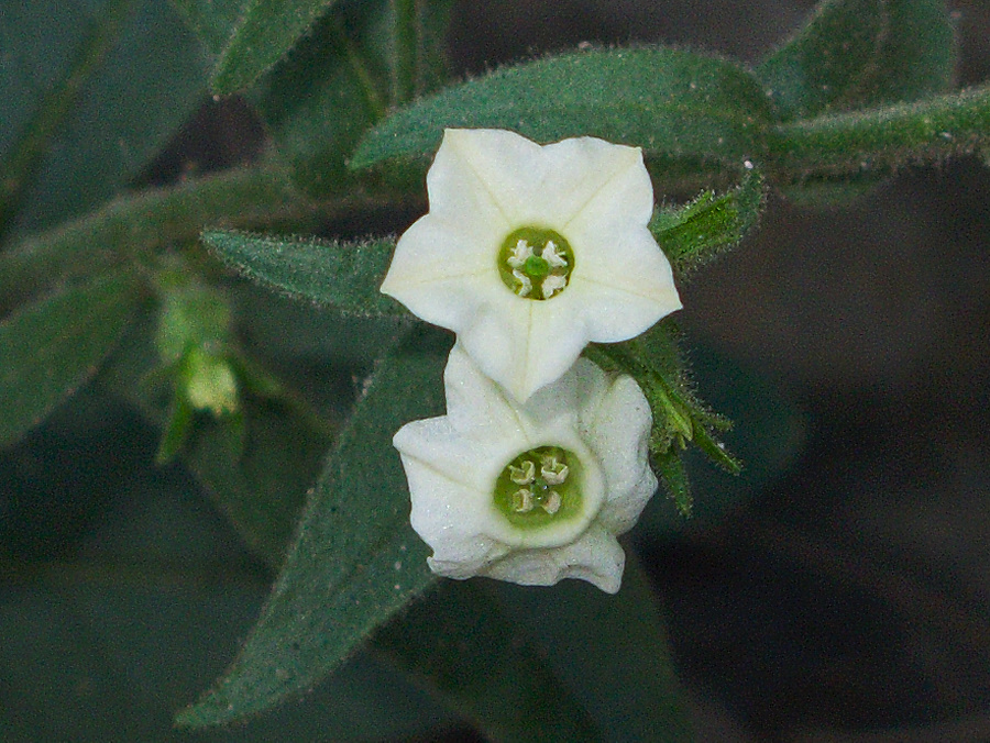Nicotiana-obtusifolia-desert-tobacco-Box-Canyon-Joshua-Tree-2010-04-24-IMG 4602