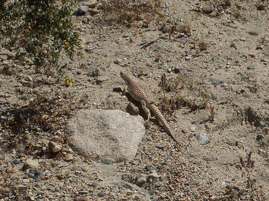 Northern-desert-iguana-Diplosaurus-dorsalis-Box-Canyon-Joshua-Tree-2010-04-24-IMG 4592