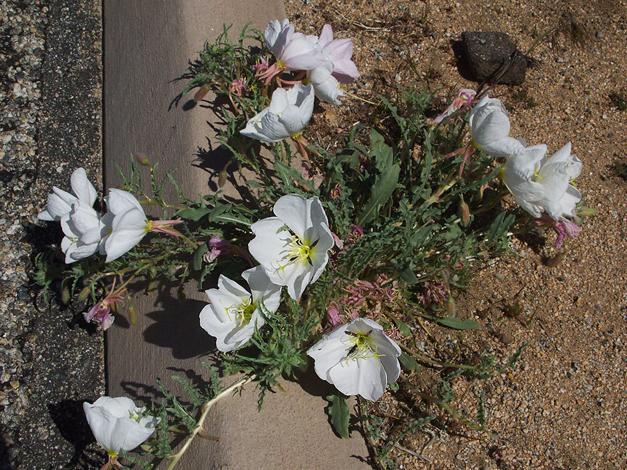 Oenothera-californica-California-primrose-roadside-northwest-Joshua-Tree-2010-04-25-IMG 4772