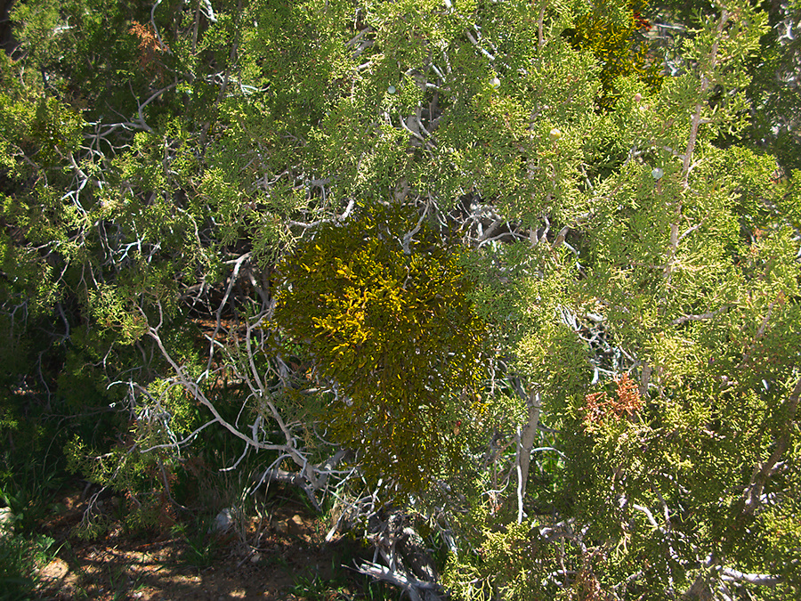 Phoradendron-densum-on-juniper-Queen-Valley-area-Joshua-Tree-2010-04-25-IMG 4795