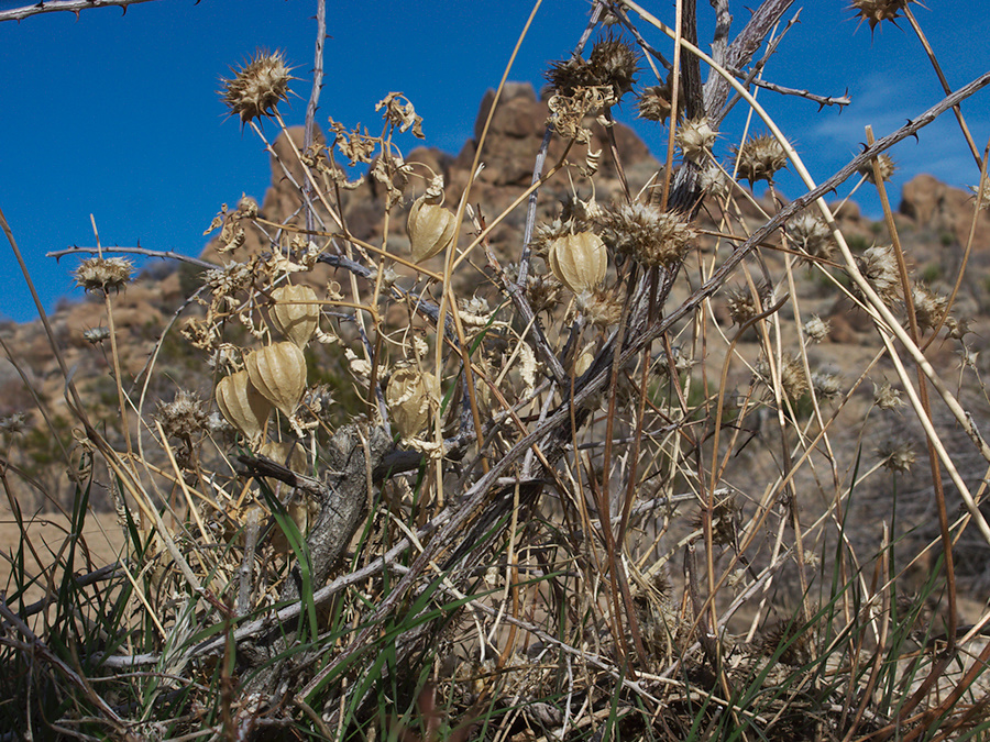 Physalis-crassifolia-nightshade-groundcherry-dry-fruits-Mastodon-Peak-trail-Joshua-Tree-2013-02-15-IMG 3536