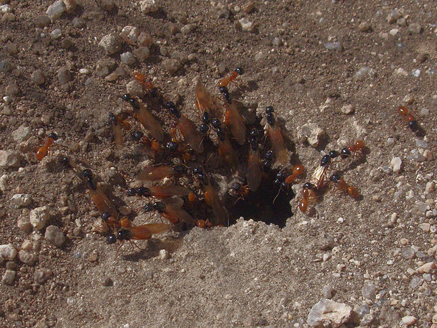 alates-emerging-Hymenoptera-indet-ants-Hidden-Valley-Joshua-Tree-2012-03-15-IMG 1199