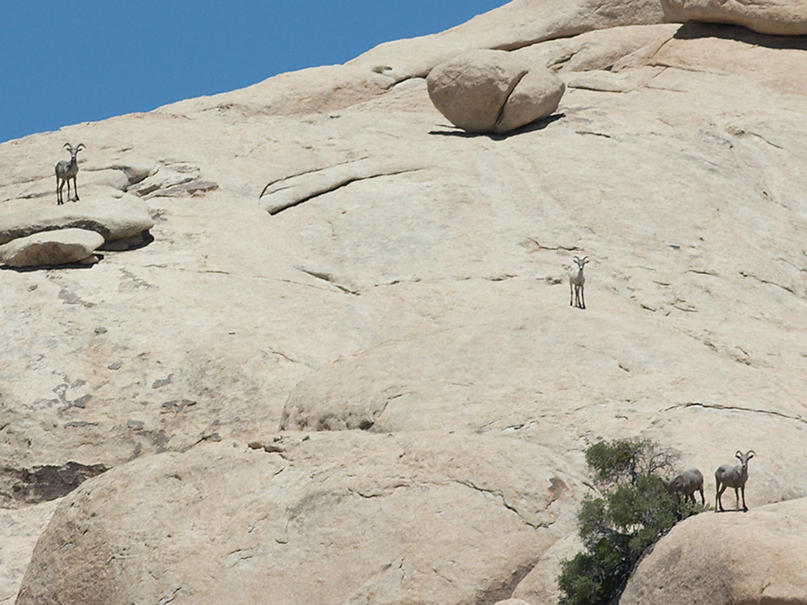 bighorn-sheep-Ovis-canadensis-on-rock-mountains-of-Hidden-Valley-Joshua-Tree-2012-06-30-IMG 5552