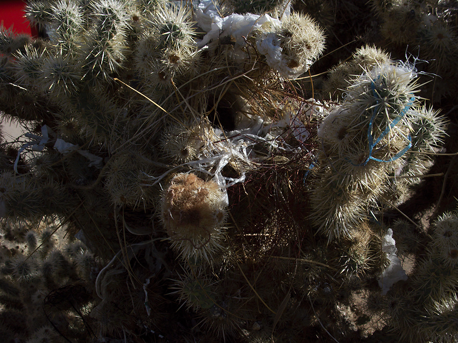 cactus-wren-nest-at-motel-Campylorhynchus-brunneicapellus-in-Yucca-Valley-Joshua-Tree-2012-03-16-IMG 1332