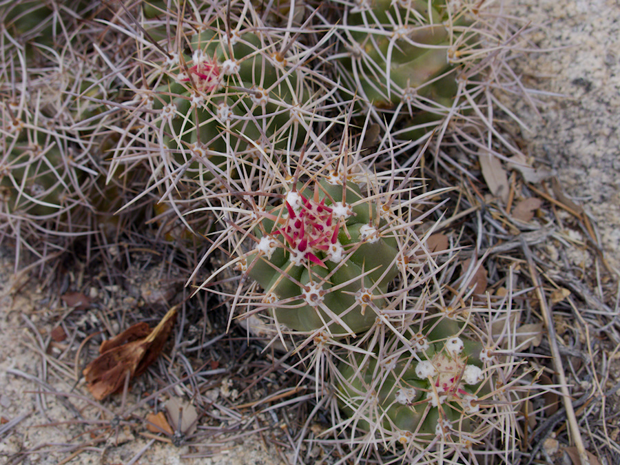Echinocereus-mojavensis-Mojave-kingcup-cactus-Barker-Dam-trail-Joshua-Tree-NP-2016-03-05-IMG 6553