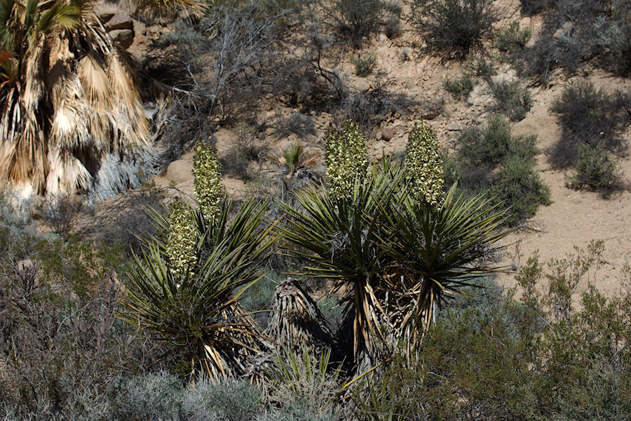 Yucca-schidigera-Mojave-yucca-blooming-Joshua-Tree-NP-2016-03-04-IMG 2871