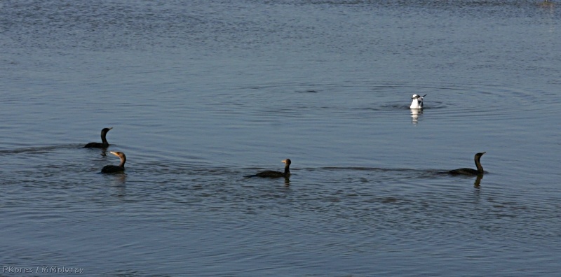 cormorants-double-crested-bolsa-chica-2008-02-16-img 6106