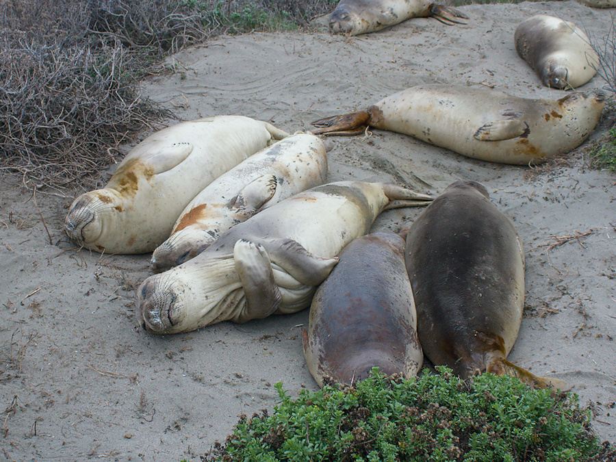 yearlings-taking-it-easy-Elephant-Seal-Beach-2012-12-15-IMG 6960