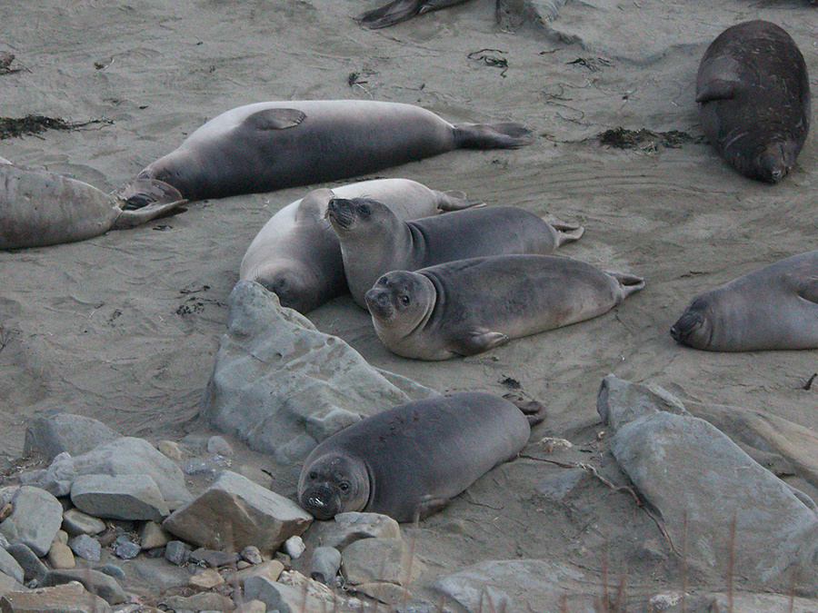 young-elephant-seals-Seal-Beach-2013-03-02-IMG 7551