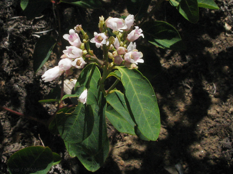 Apocynum-androsaemifolium-spreading-dogbane-Lewis-Creek-2008-07-25-IMG 0943