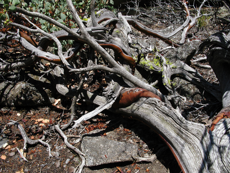 Arctostaphylos-manzanita-live-bark-dead-wood-Mist-Falls-trail-2008-07-21-img 0465