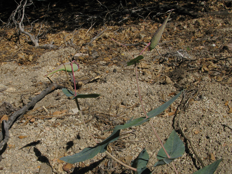 Asclepias-sp-milkweed-in-fruit-2008-07-23-IMG 0766