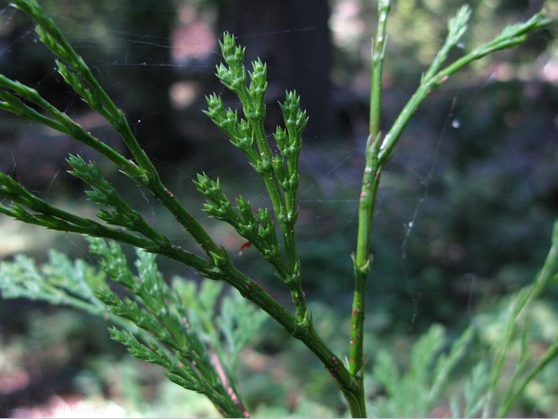 Calocedrus-decurrens-incense-cedar-needle-detail-Redwood-Canyon-2008-07-24-IMG 0903