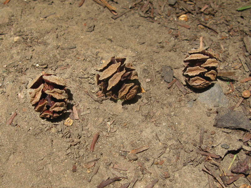 metasequoia-glyptostroboides-dawn-redwood-cones-2008-07-31-IMG 1012