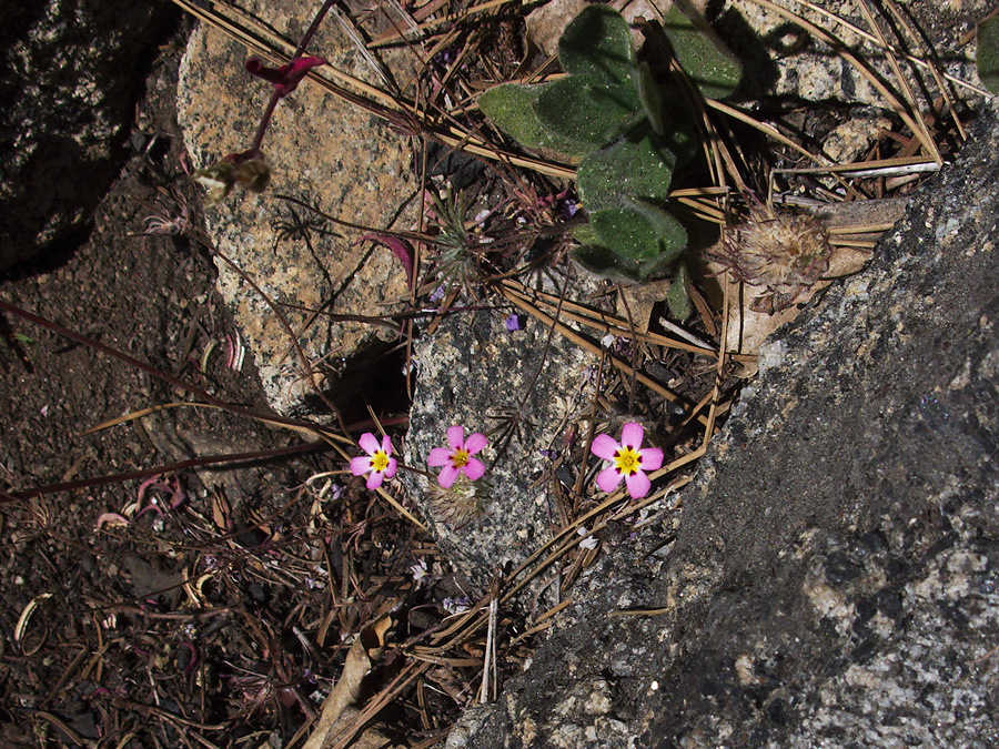 Linanthus-montanus-mustang-clover-Crescent-Meadow-to-Museum-trail-SequoiaNP-2012-07-31-IMG 2443