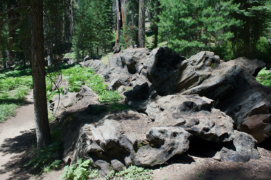 Tharps-cabin--plants-on-fallen-redwood-trunk-trail-near-Crescent-Meadow-SequoiaNP-2012-07-31-IMG 6402