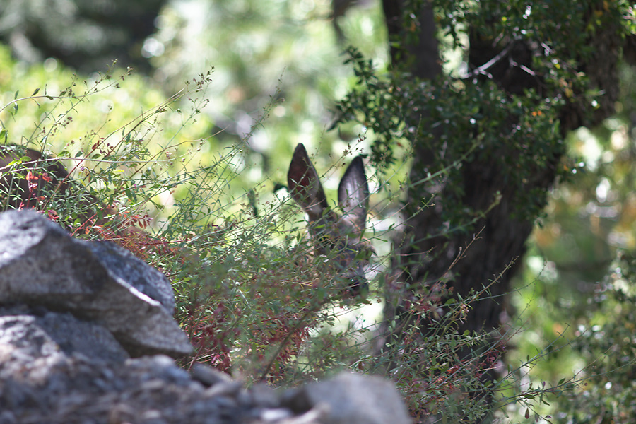 mule-deer-Bubbs-Creek-trail-Kings-CanyonNP-2012-07-08-IMG 6146