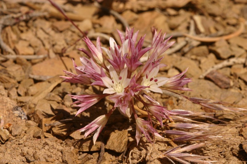 Allium-atrorubens-inyo-onion-flowers