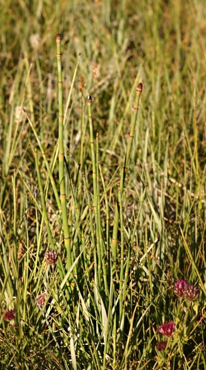 Equisetum-horsetail-owens-creek
