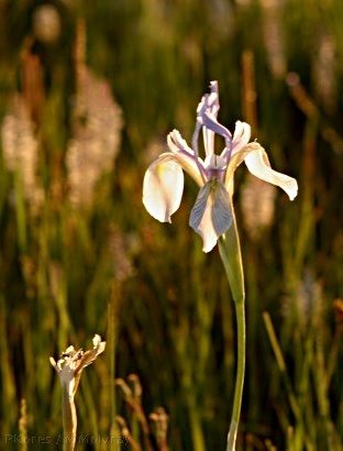 Iris-missouriensis-Owens-Creek-mm