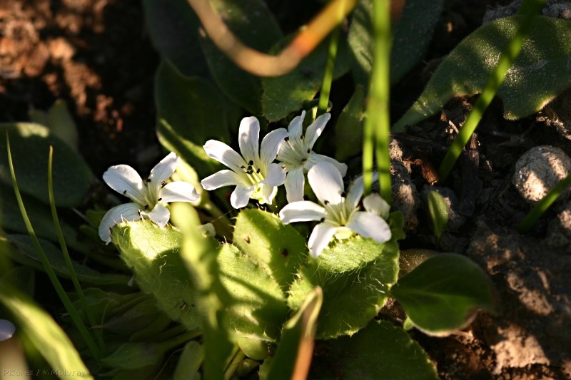 white flower indet1 Owens Creek