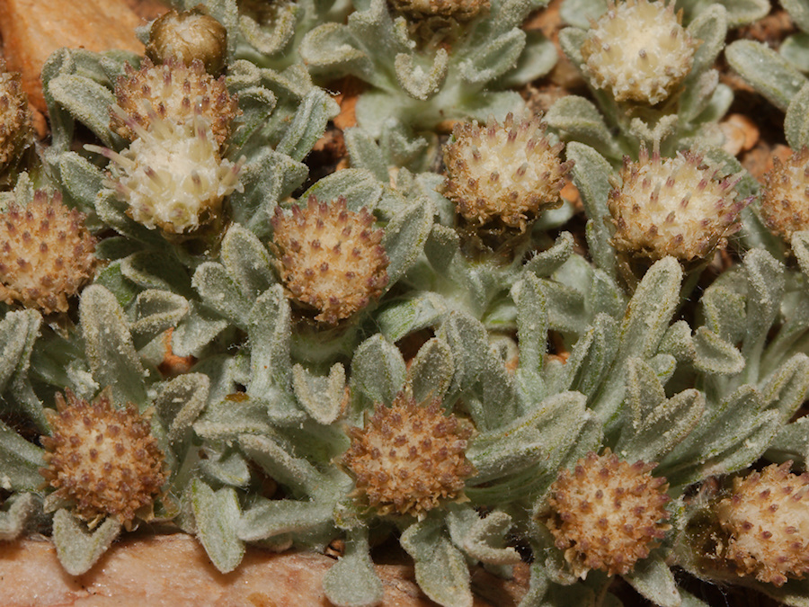 Antennaria-dimorpha-gray-cushion-pussytoes-pebble-plain-rte18-Baldwin-Lake-Reserve-San-Bernardino-NF-2015-03-29-IMG 0524