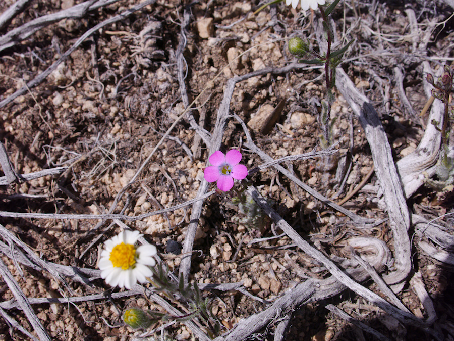 Gilia-cana-and-Layia-glandulosa-Pinyon-Joshua-woodland-rte18-Cactus-Springs-San-Bernardino-NF-2015-03-29-IMG 4749