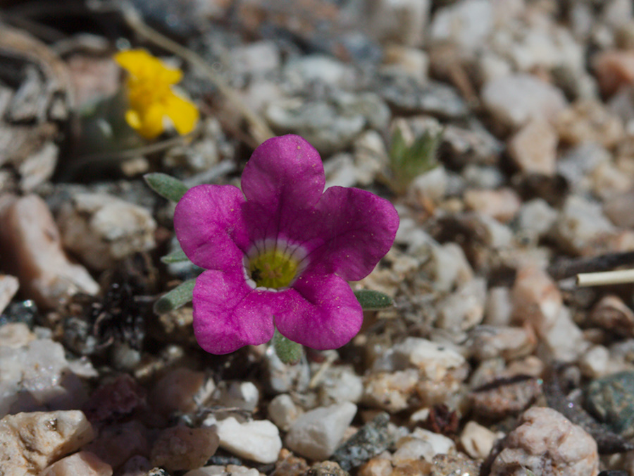 Nama-demissum-desert-purple-mat-N4-near-rte138-2015-03-30-IMG 0545