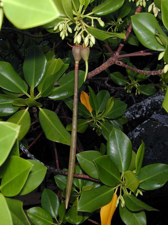 red-mangrove-vivipary-Taveuni-Des-Voeux-2000-Nov-Dec