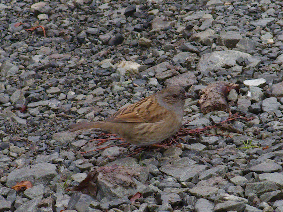 little-brown-bird-Lake-Pearson-Rte-73-2013-06-15-IMG 1632