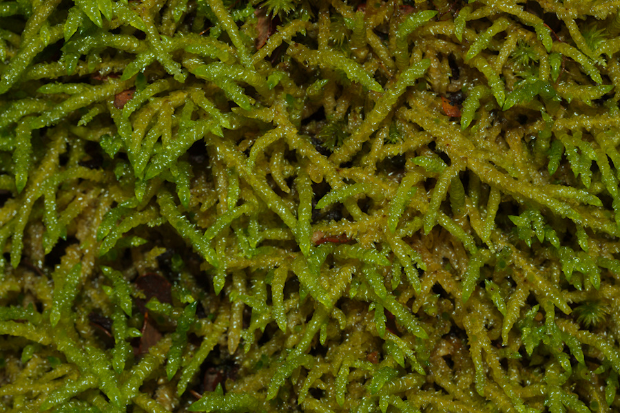 ropelike-moss-Nothofagus-beech-forest-Bealeys-Valley-Arthurs-Pass-2013-06-14-IMG 8238