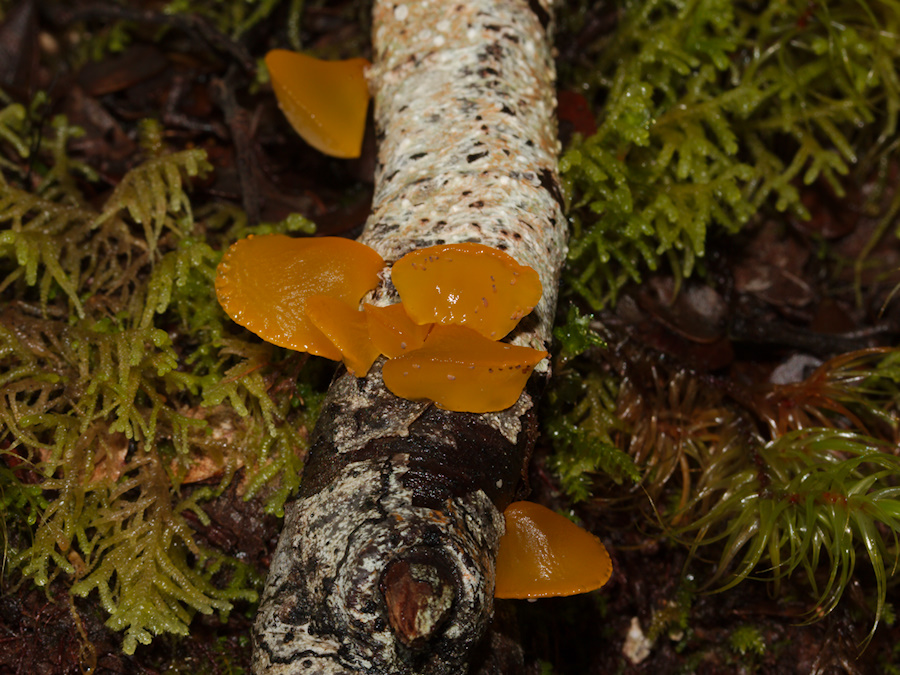 yellow-jelly-mushroom-Nothofagus-beech-forest-Bealeys-Valley-Arthurs-Pass-2013-06-14-IMG 8199