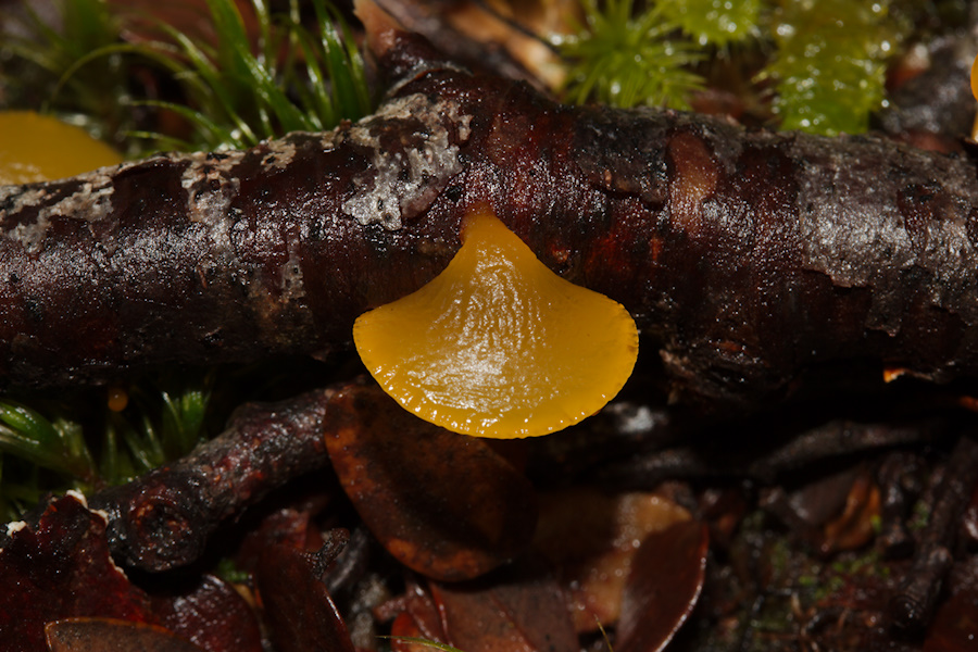 yellow-jelly-mushroom-Nothofagus-beech-forest-Bealeys-Valley-Arthurs-Pass-2013-06-14-IMG 8203