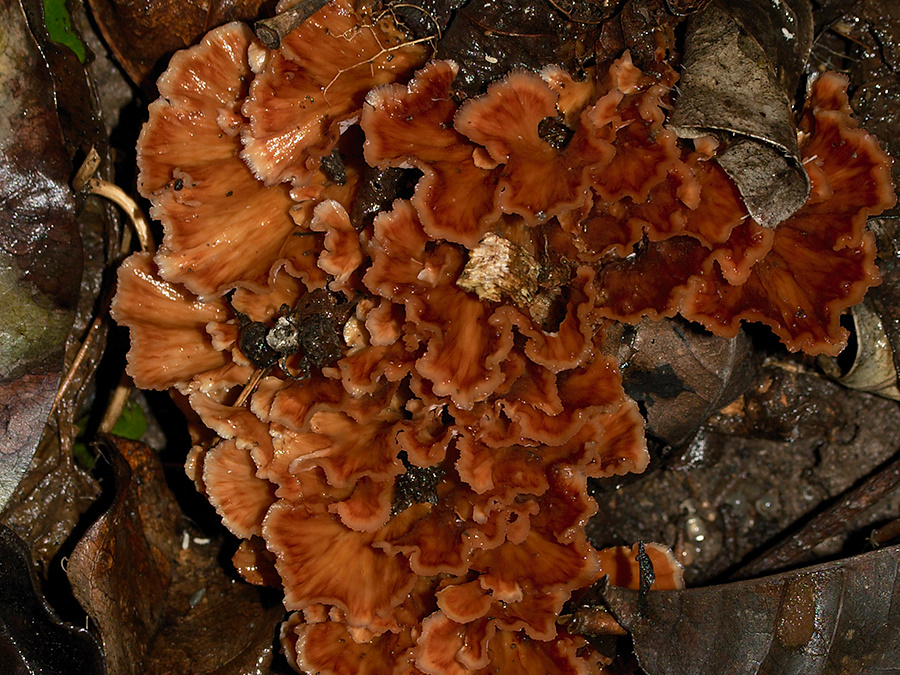 Stereum-like-bracket-fungus-Heritage-Track-Shakespear-Park-Auckland-2013-07-04-IMG 8850