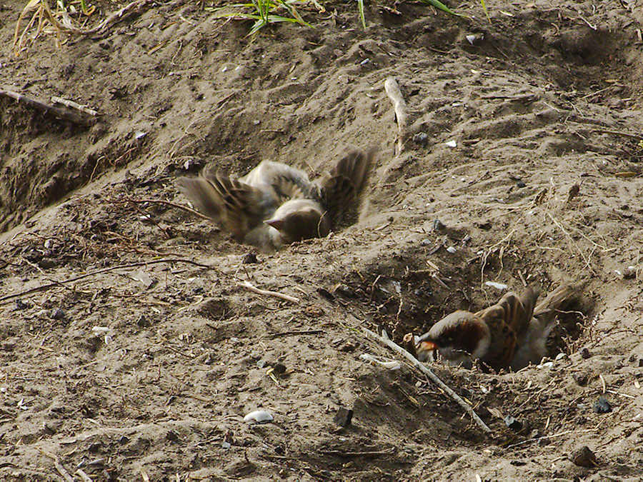 dustbathing-sparrows-near-campsite-Wenderholm-ARC-Reserve-2013-07-20-IMG 2772