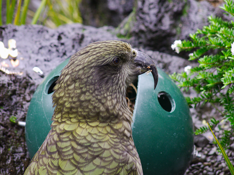 kea-parrot-Auckland-Zoo-2013-07-24-IMG 2861