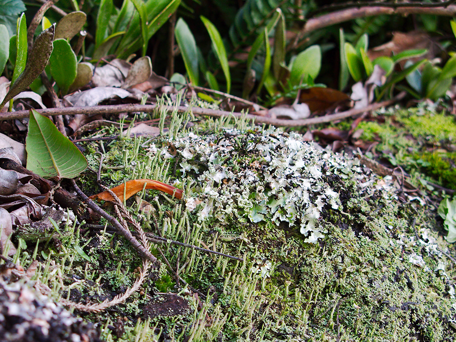 lichen-stone-wall-Mt-Eden-Auckland-28-05-2011-IMG 8036