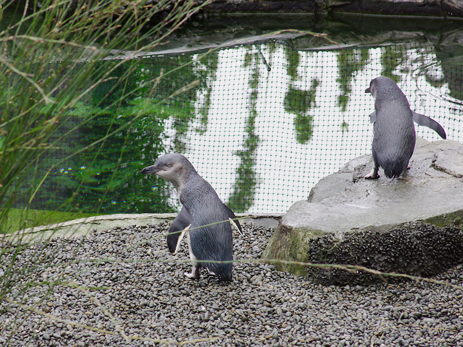 little-blue-penguins-korora-Auckland-Zoo-2013-07-24-IMG 2824